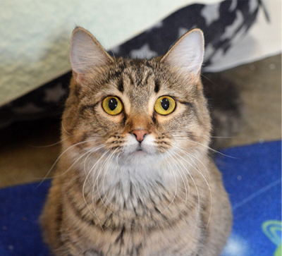 Sponsor-a-Cat Program